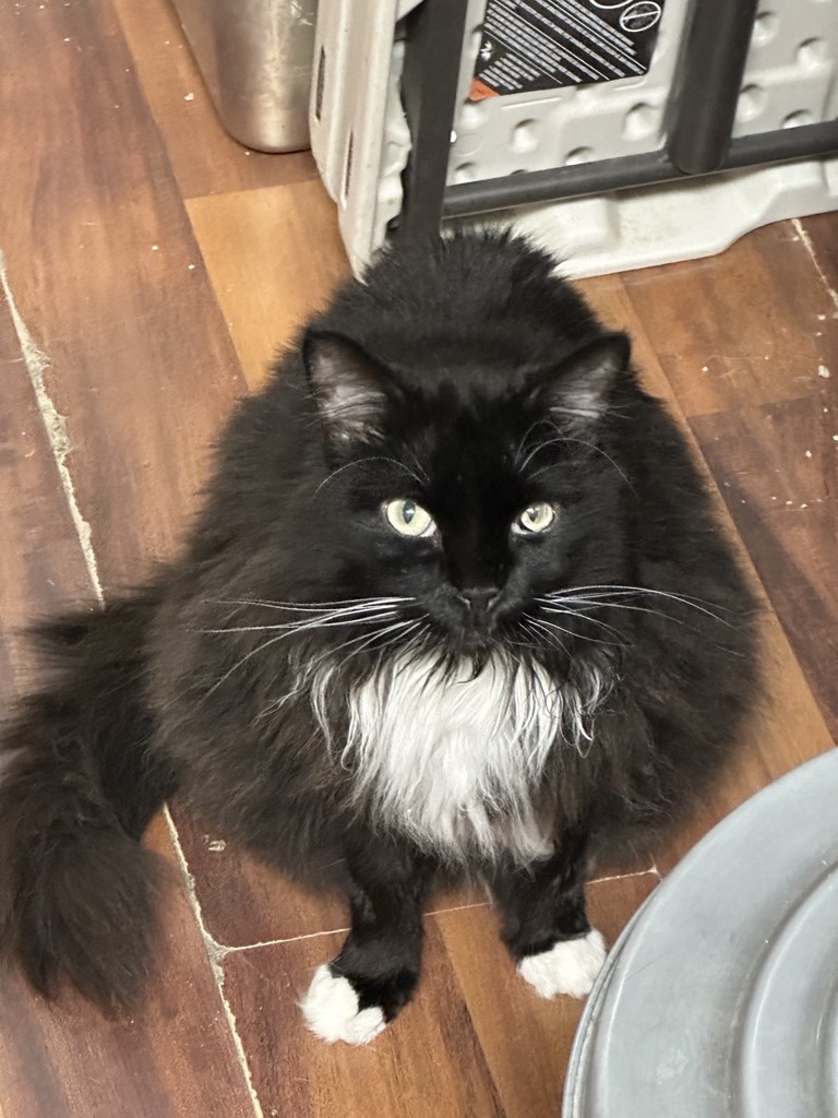 Miss Whiskers