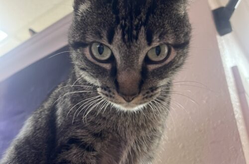Keiko boy