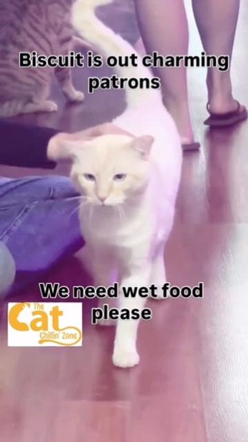 Wet food needed