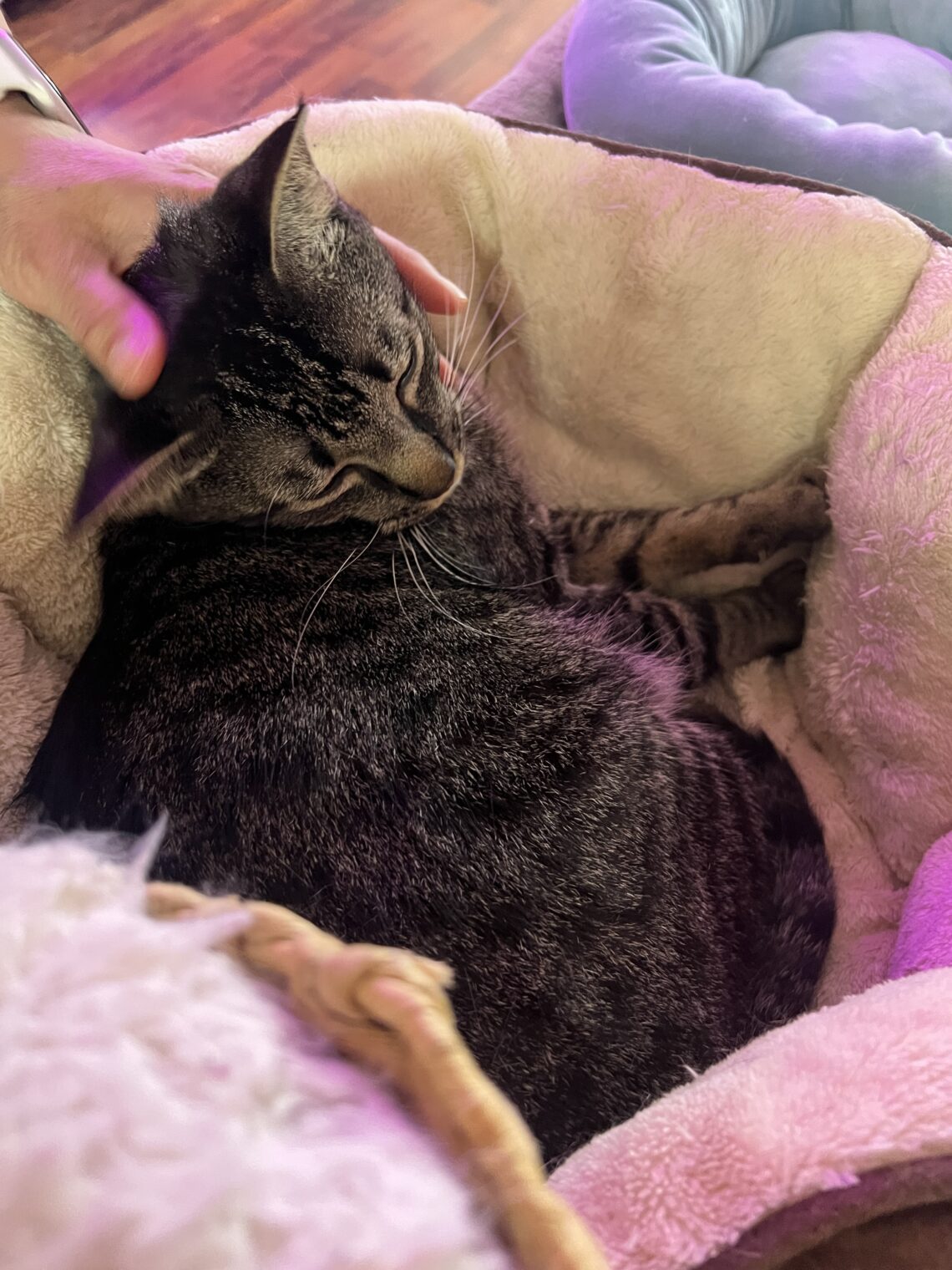Keiko boy