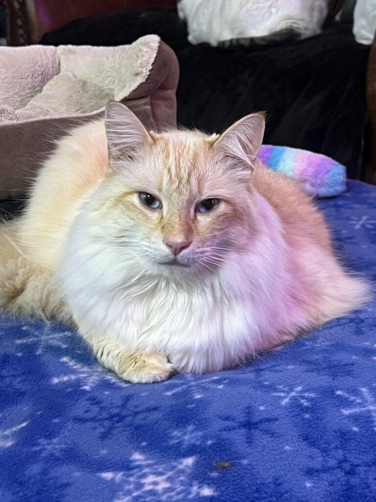 King Sol