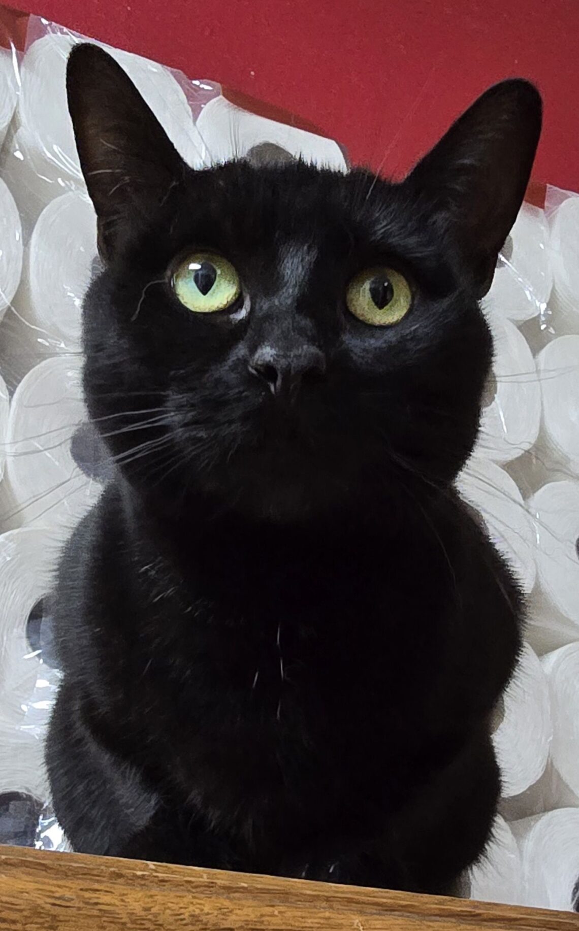 Pepper