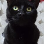 Pepper