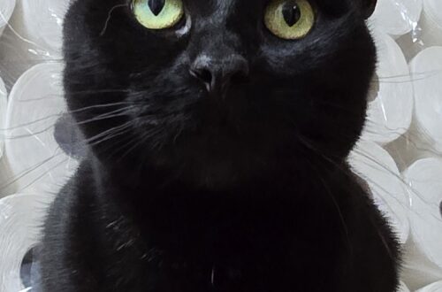 Pepper