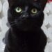 Pepper