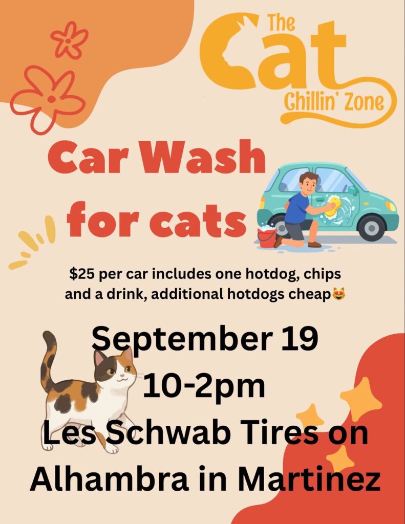 Car wash for cats