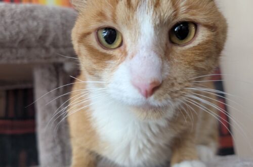 Cheddar