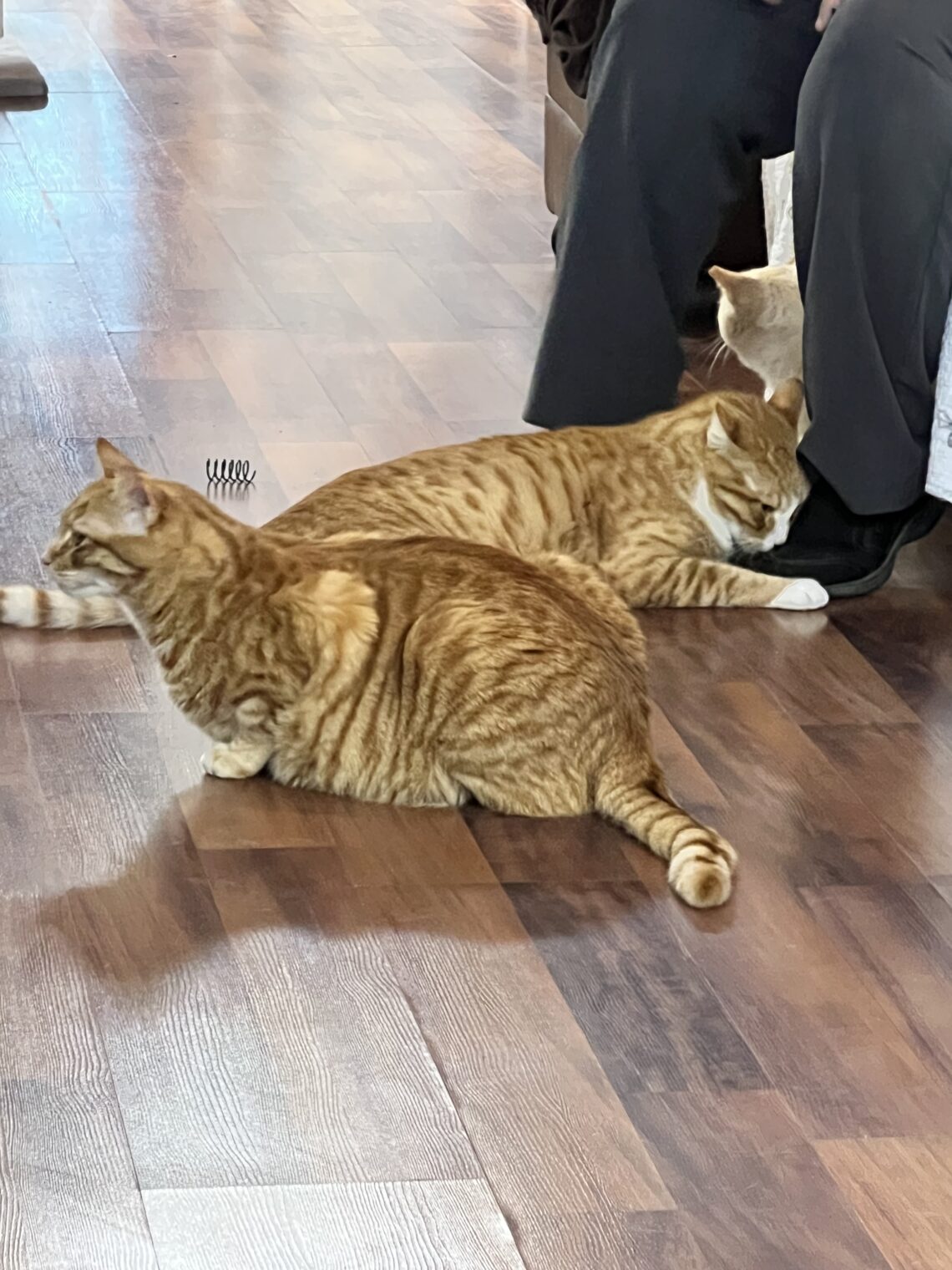 Tiger and Opie