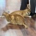 Tiger and Opie