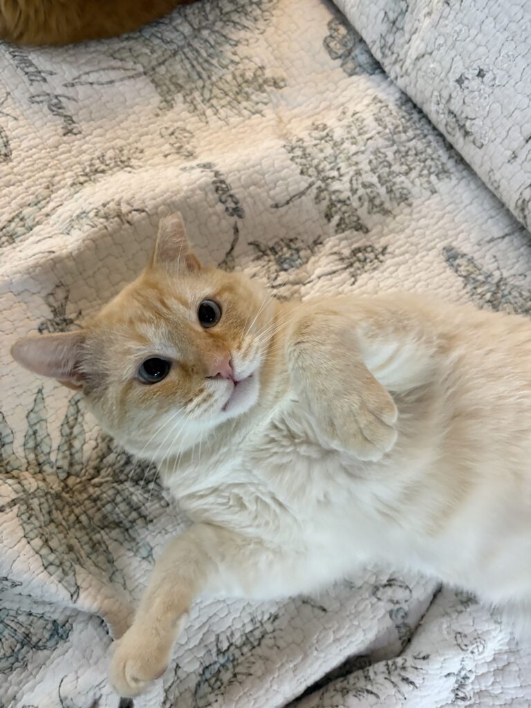 Biscuit