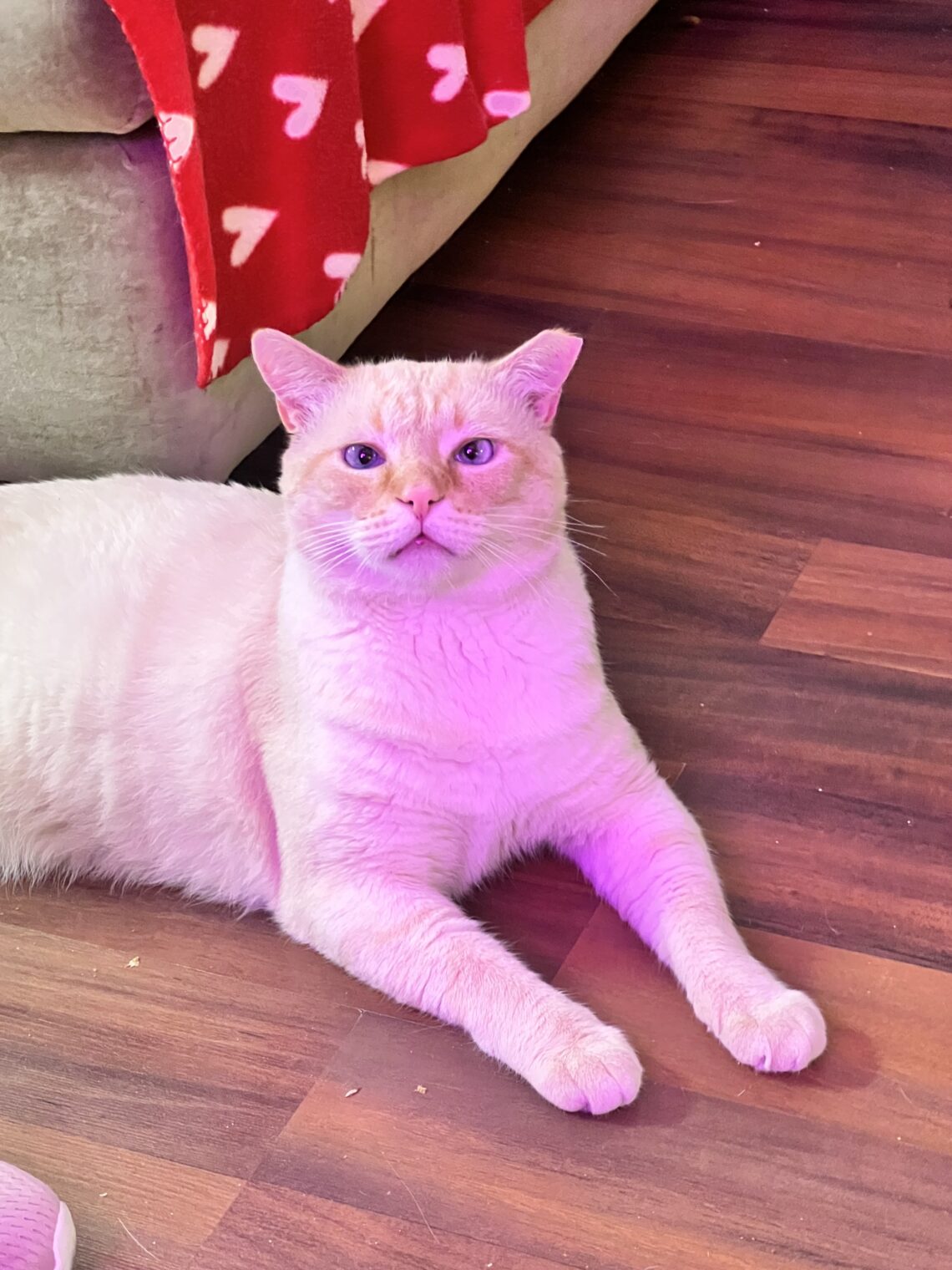 Biscuit looking up
