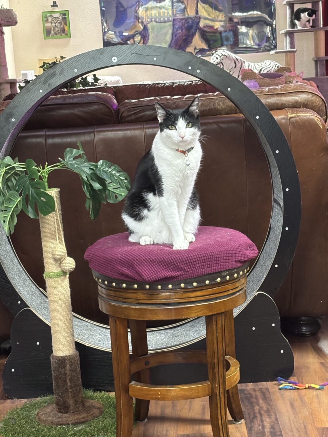 Figaro