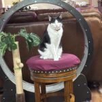 Figaro