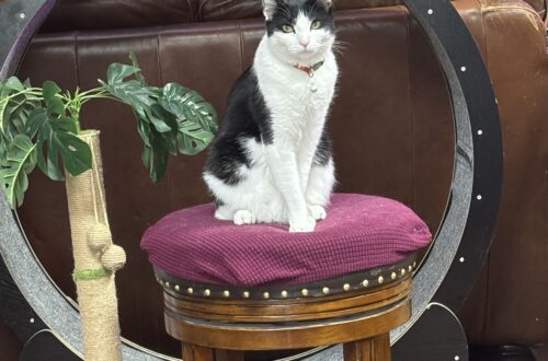 Figaro