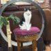 Figaro