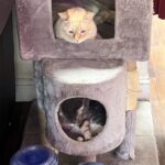 Biscuit and Bell