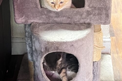 Biscuit and Bell