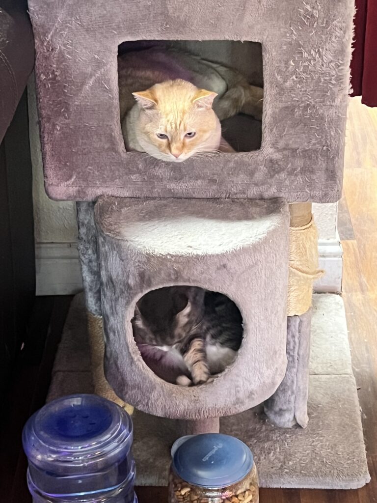 Biscuit and Bell 